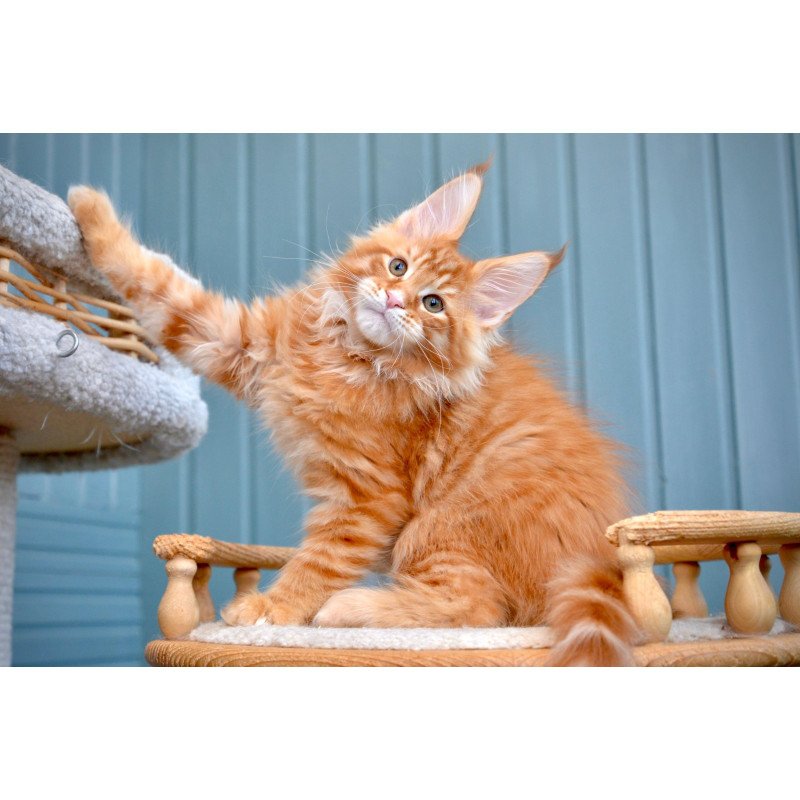 Maine Coon NOV Willow