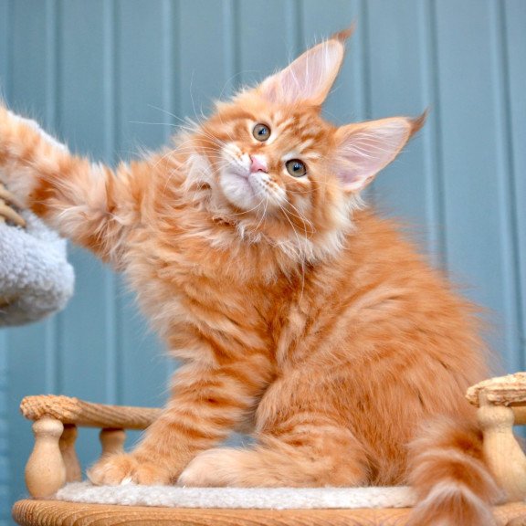 Maine Coon NOV Willow