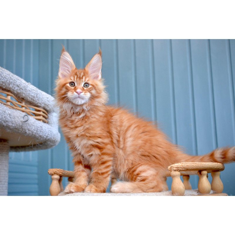 Maine Coon NOV Willow