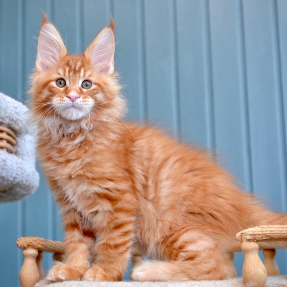 Maine Coon NOV Willow