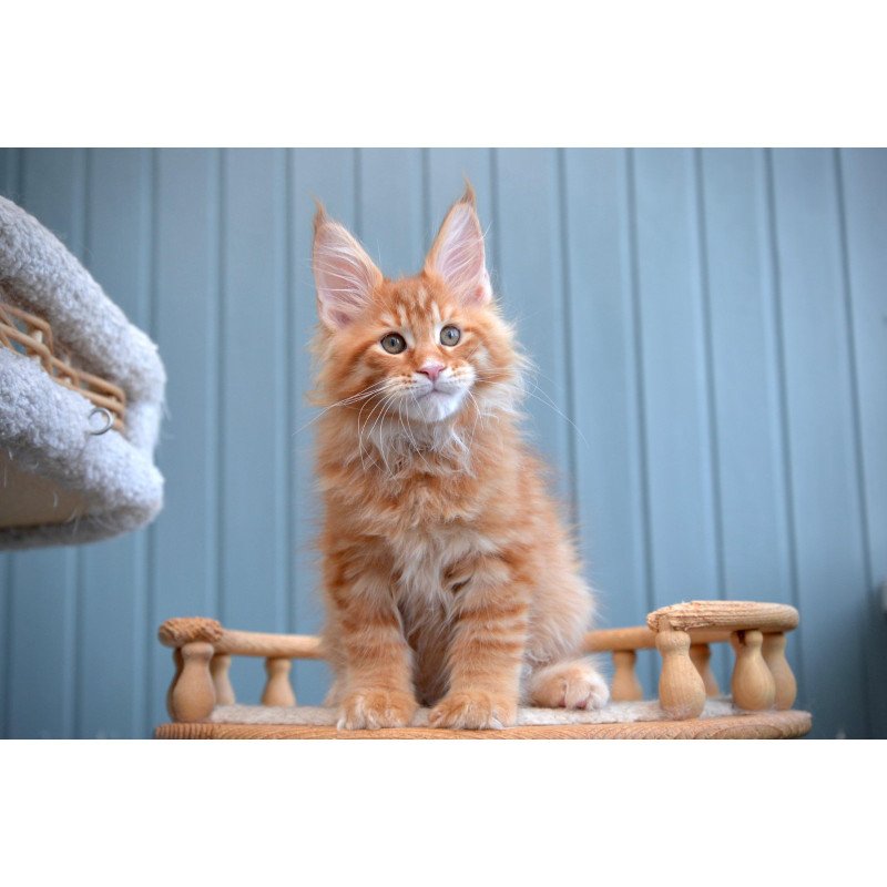 Maine Coon NOV Willow