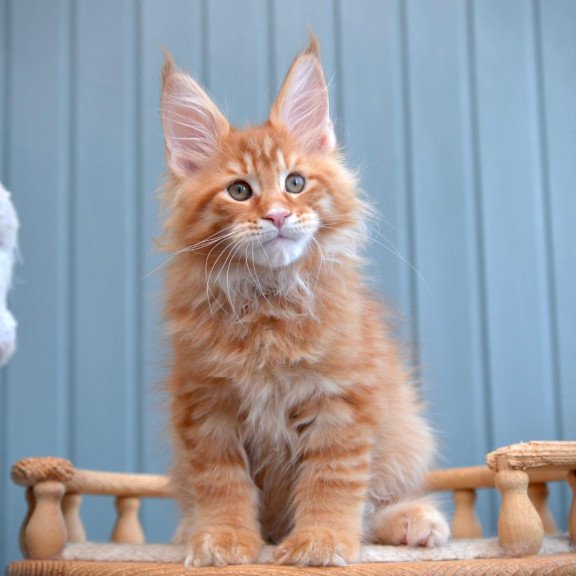 Maine Coon NOV Willow
