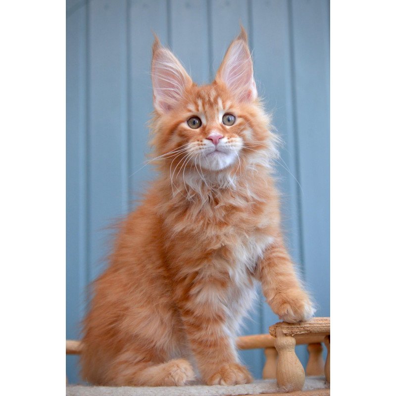 Maine Coon NOV Willow
