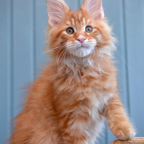 Maine Coon NOV Willow