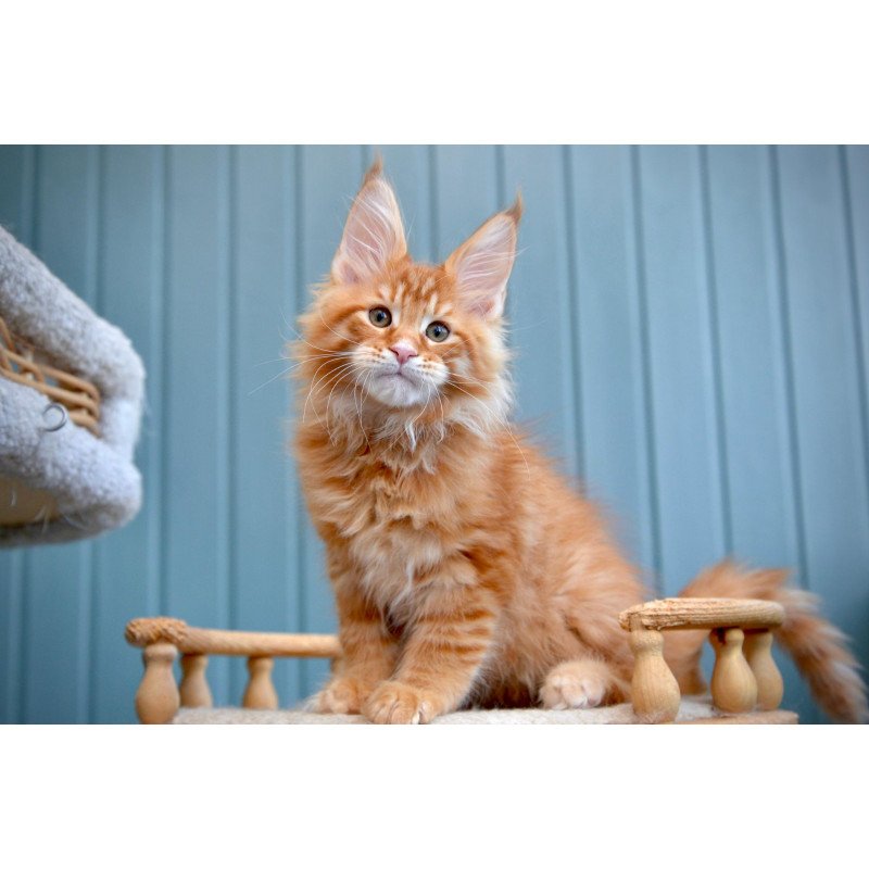 Maine Coon NOV Willow
