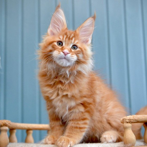 Maine Coon NOV Willow
