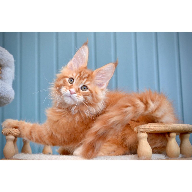 Maine Coon NOV Willow
