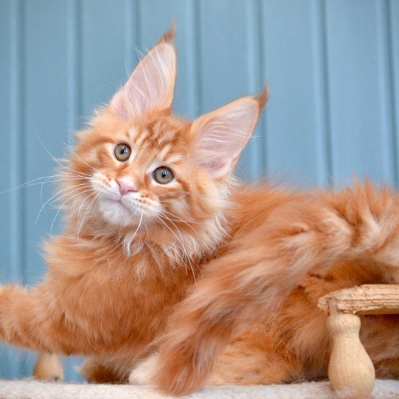 Maine Coon NOV Willow