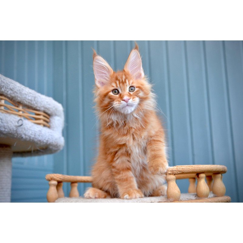 Maine Coon NOV Willow