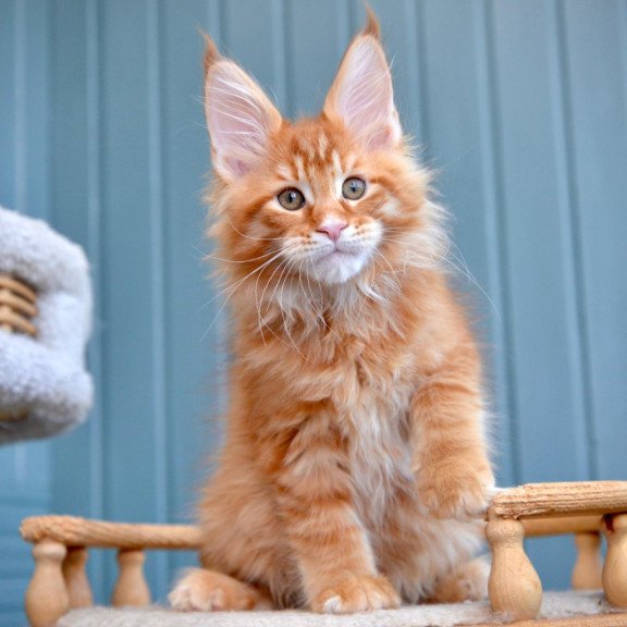 Maine Coon NOV Willow
