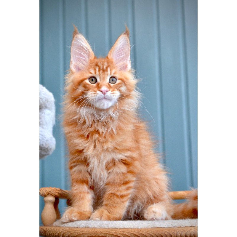 Maine Coon NOV Willow