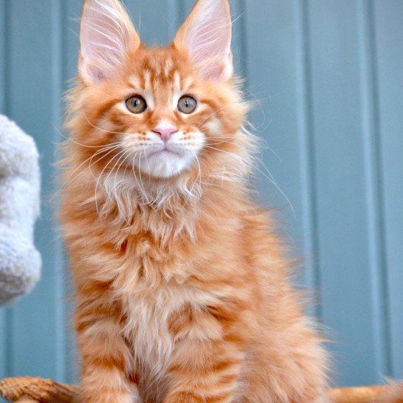 Maine Coon NOV Willow