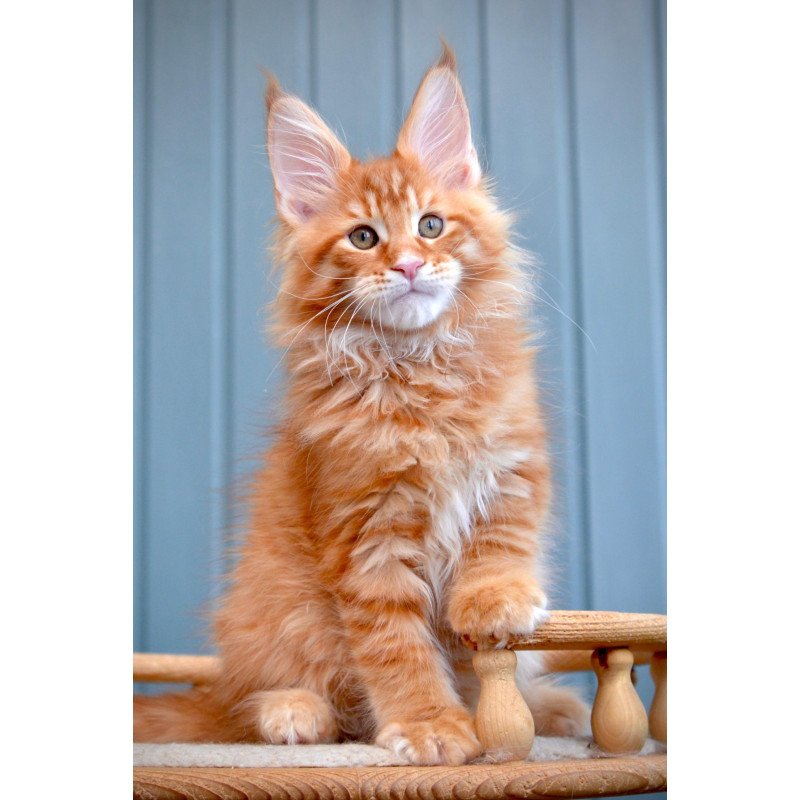 Maine Coon NOV Willow