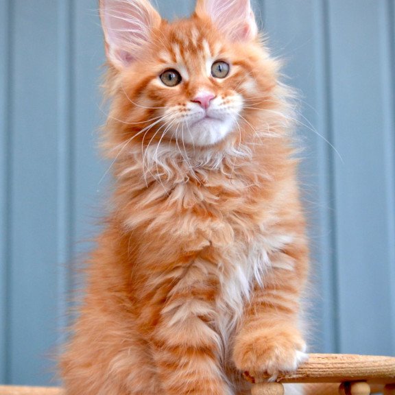 Maine Coon NOV Willow