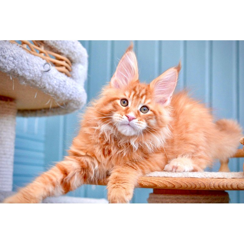 Maine Coon NOV Willow