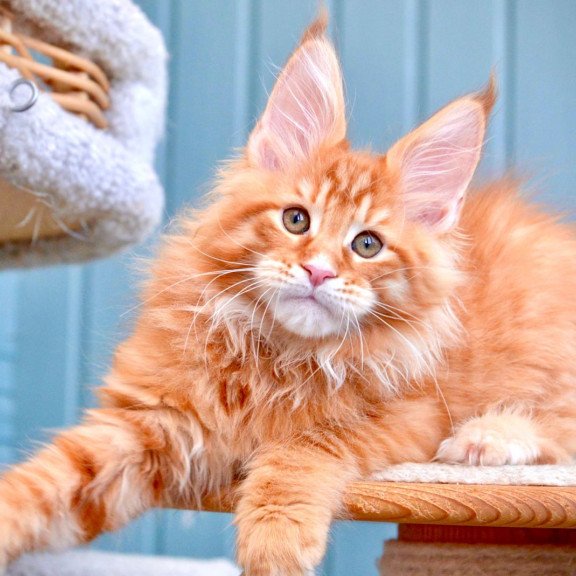 Maine Coon NOV Willow