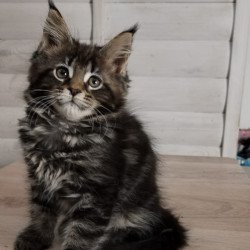 Maine Coon NOV Julienne