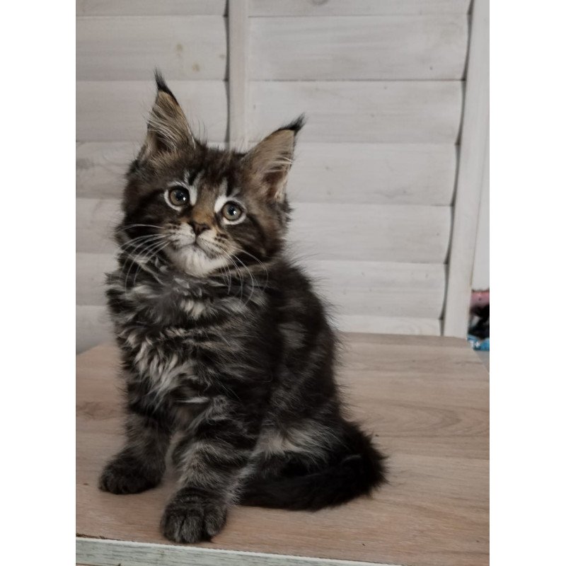 Maine Coon NOV Julienne