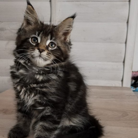 Maine Coon NOV Julienne