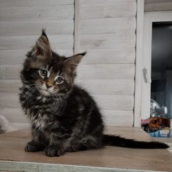 Maine Coon NOV Julienne