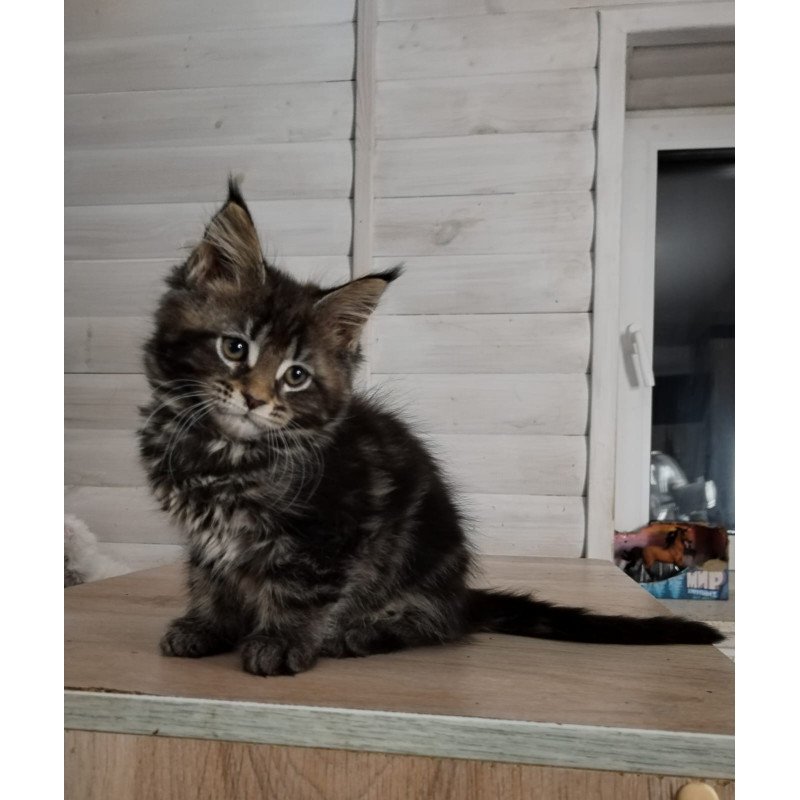 Maine Coon NOV Julienne