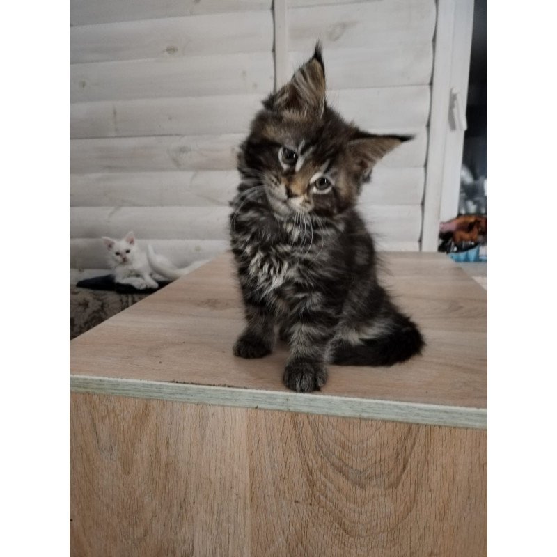Maine Coon NOV Julienne