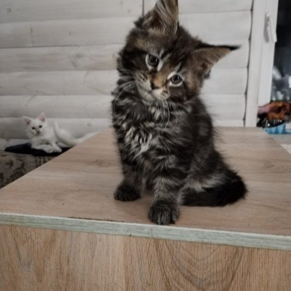 Maine Coon NOV Julienne