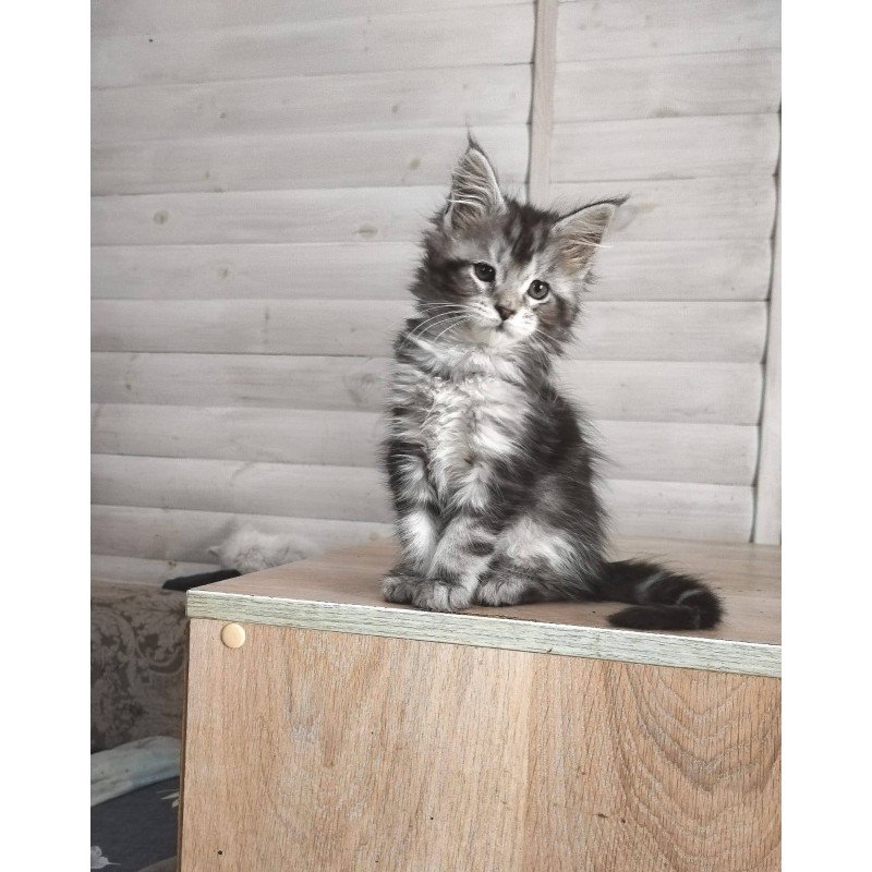 Maine Coon NOV Juliet