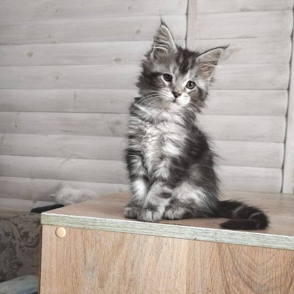 Maine Coon NOV Juliet