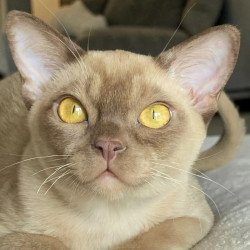 Burmese NOV Porsche