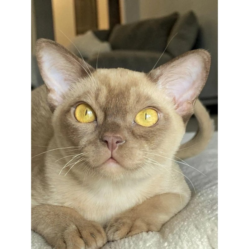 Burmese NOV Porsche