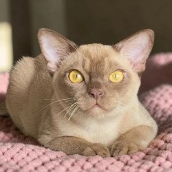 Burmese NOV Porsche