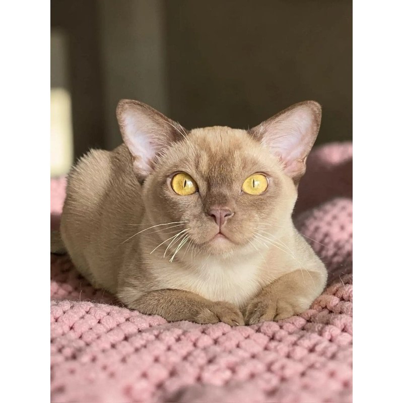 Burmese NOV Porsche