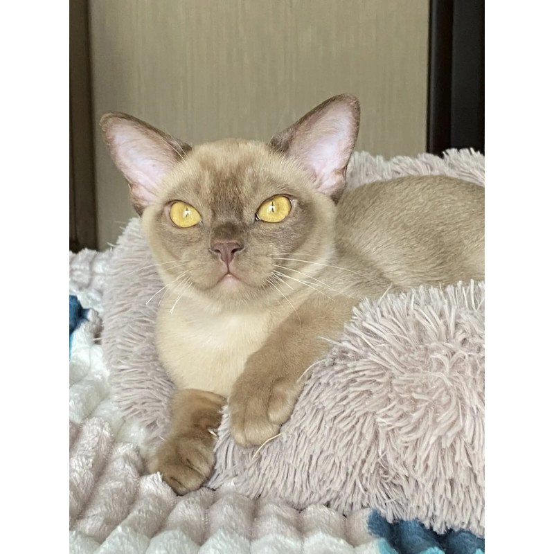 Burmese NOV Porsche