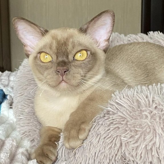 Burmese NOV Porsche