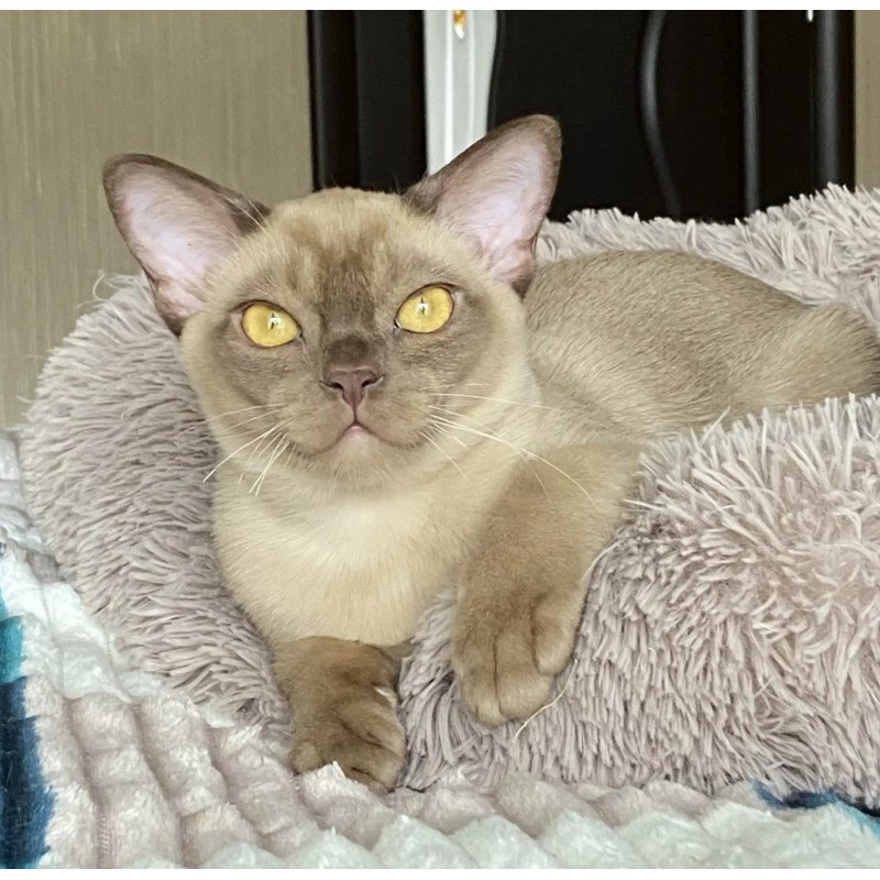 Burmese NOV Porsche