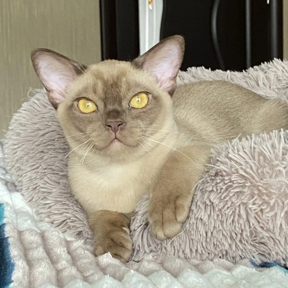 Burmese NOV Porsche