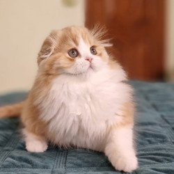 Scottish NOV Mufasa