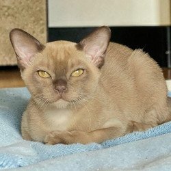 Burmese NOV Spartacus