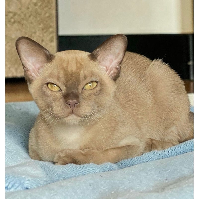 Burmese NOV Spartacus
