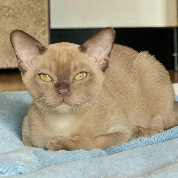 Burmese NOV Spartacus