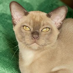 Burmese NOV Spartacus