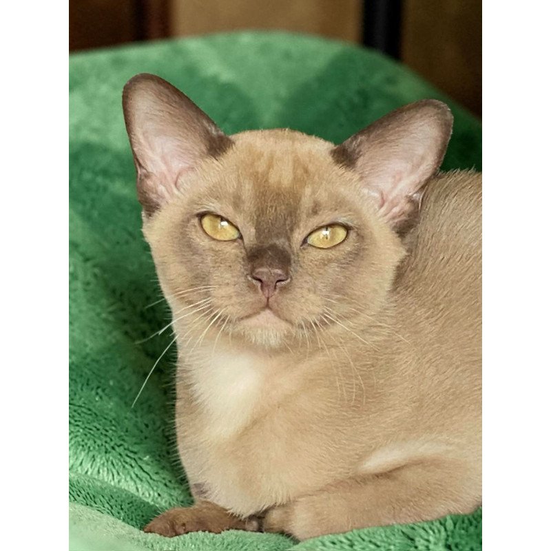 Burmese NOV Spartacus