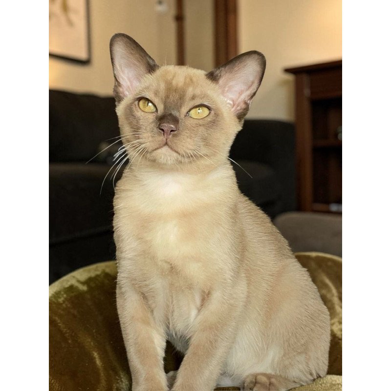 Burmese NOV Spartacus