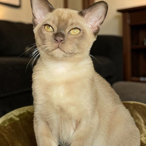 Burmese NOV Spartacus