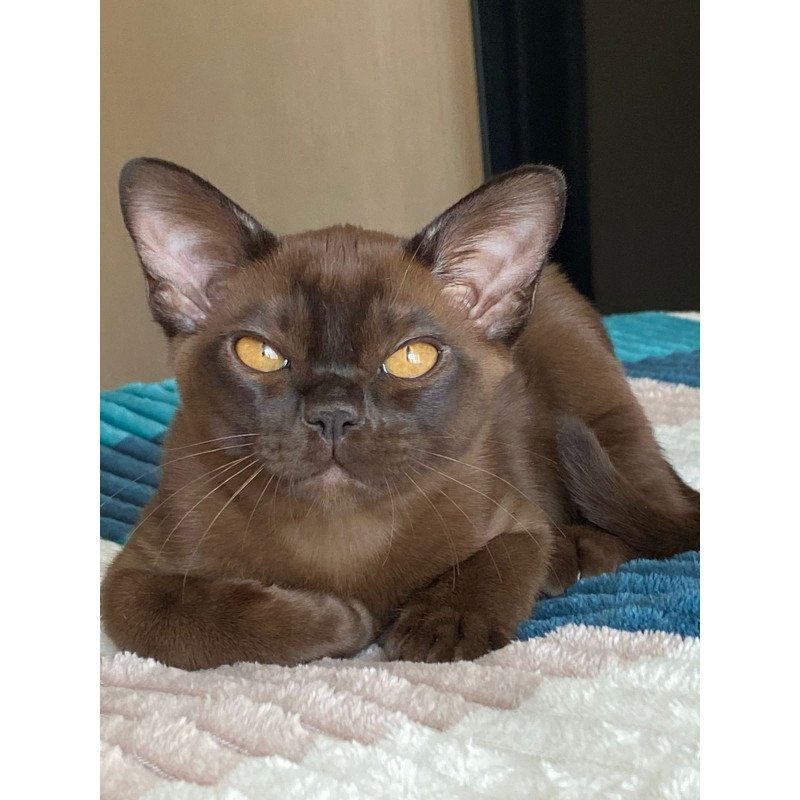 Burmese NOV Ray