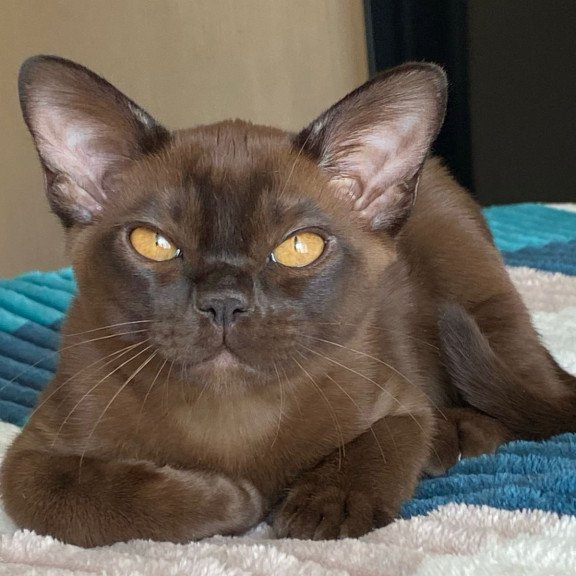 Burmese NOV Ray