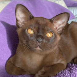 Burmese NOV Ray