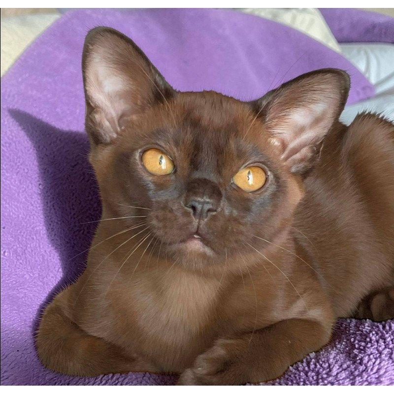 Burmese NOV Ray