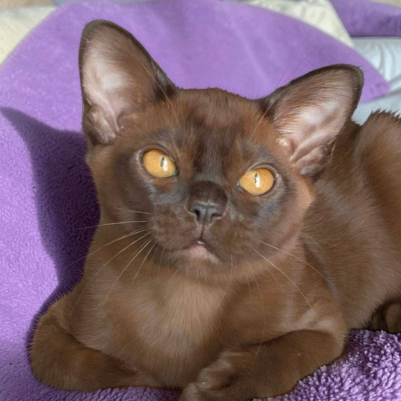 Burmese NOV Ray